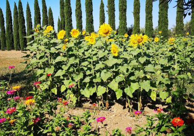 Agriturismo Affittacamere Agrisicilia